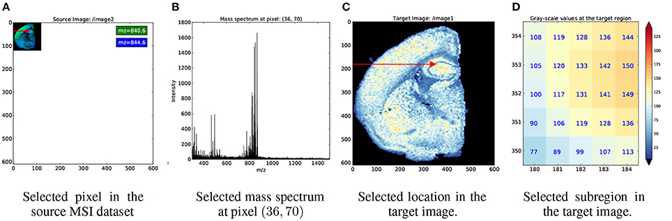 Fig5 Rubel FInNeuroinformatics2016 10.jpg