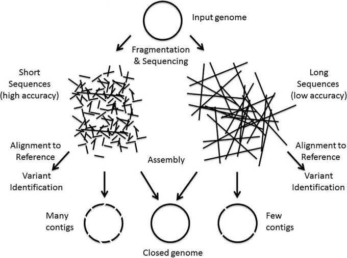 Fig1 Goldberg mBio2015 6-6.jpg