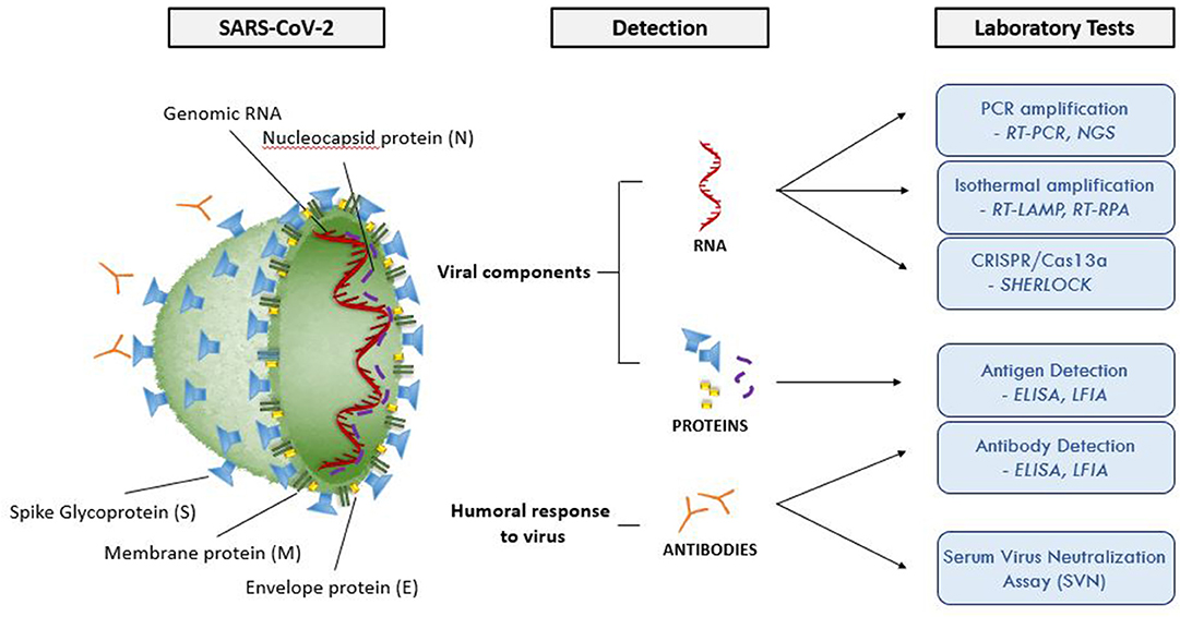 Рнк cov 2. ПЦР SARS-cov-2. Антигенная структура SARS-cov-2. Коронавирус SARS-cov 2, антиген. ПЦР С обратной транскрипцией.