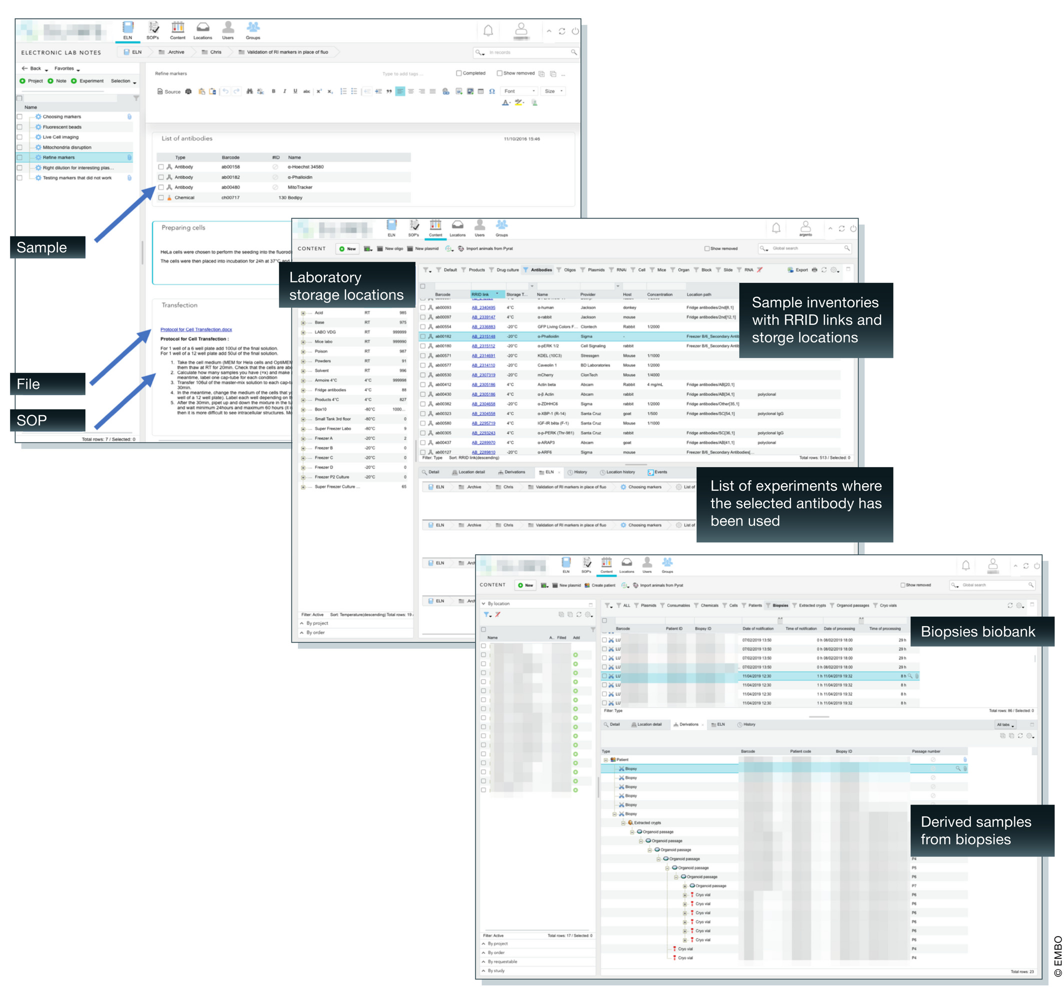 Fig4 Argento EMBOReports2020 21-3.jpg