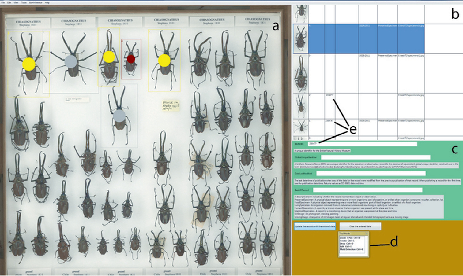 Fig3 BlagoderovZooKeys2012 209.jpg